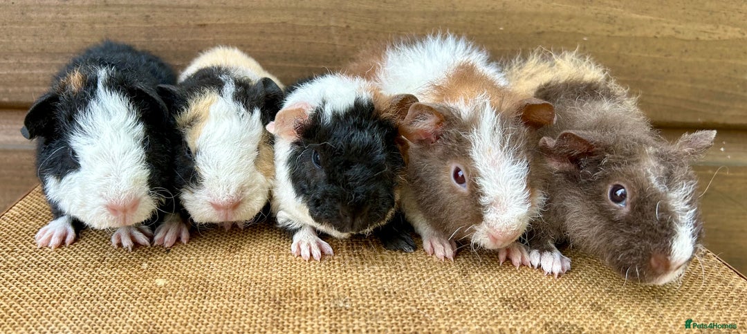 Guinea Pig rodents for sale: Teddy Guinea Pig Baby Boars - Image 2