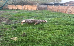 English Bulldog dogs for sale: Female English Bulldog - Image 3