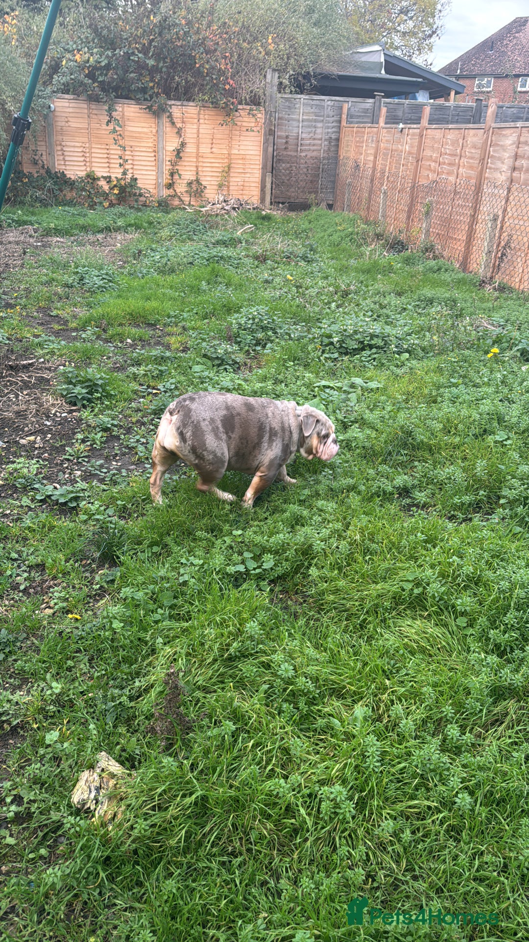 English Bulldog dogs for sale: Female English Bulldog - Image 3