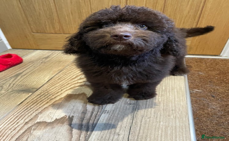 Labradoodle dogs in Chard - Advert 1