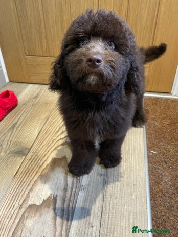 Labradoodle dogs in Chard - Advert 3