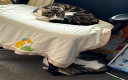Mixed Breed cats for sale: Cats&kittens - Image 2