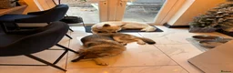 Mixed Breed dogs for sale: Low content wolf dog cross swiss shepherd pups  in Enfield - Advert 6