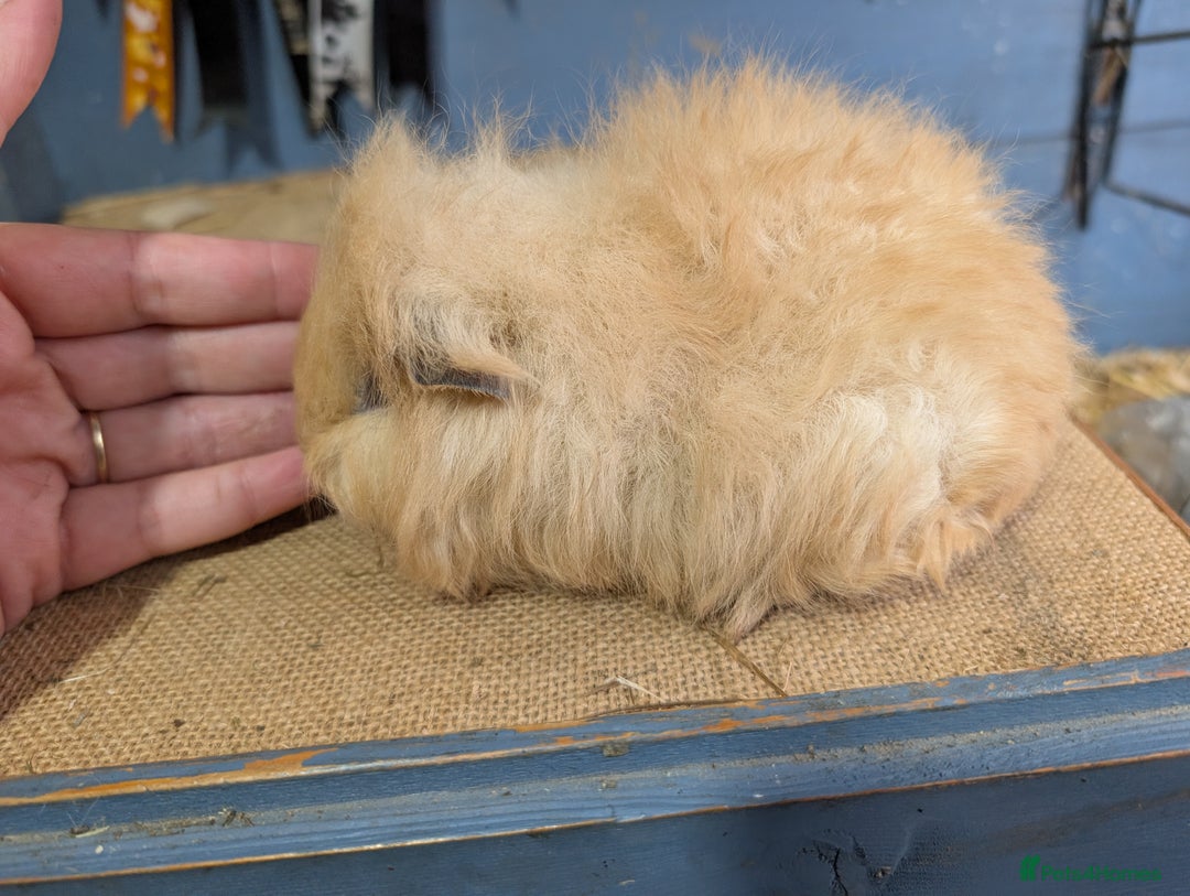 Guinea Pig rodents for sale: Beautiful swiss baby boars  - Advert 2