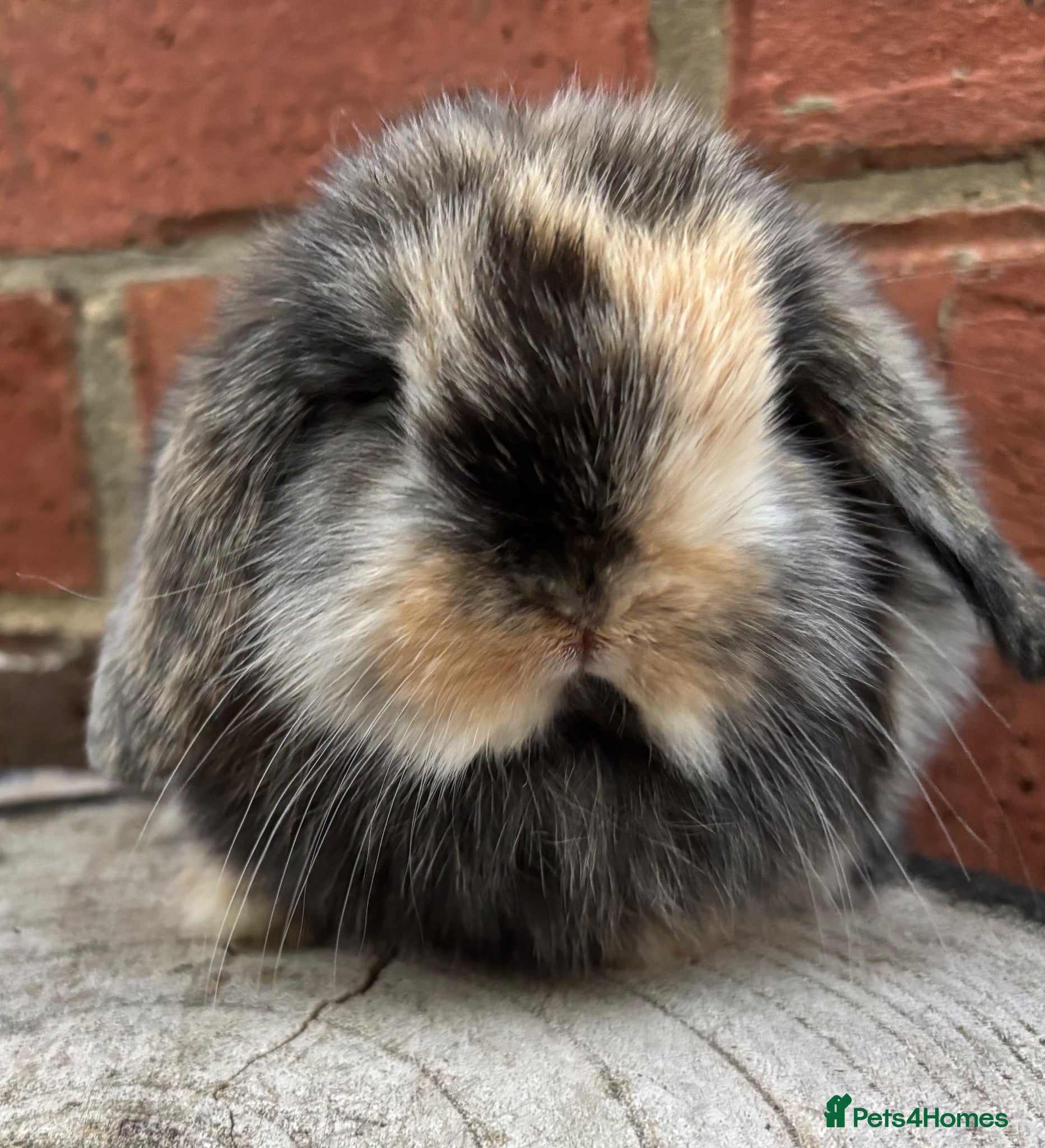 Mini Lop rabbits Pure bred baby pedigreed mini lops  - Advert 2