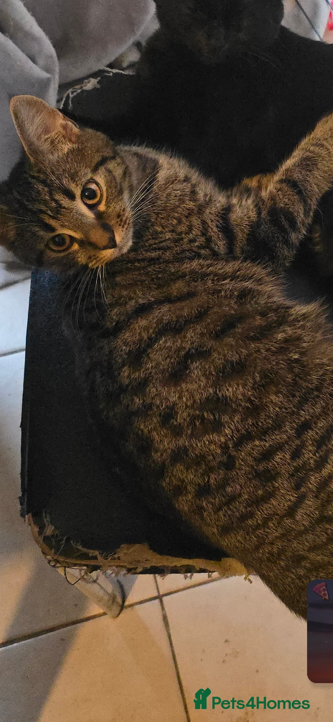 Mixed Breed cats for sale: Cat for free - Advert 2