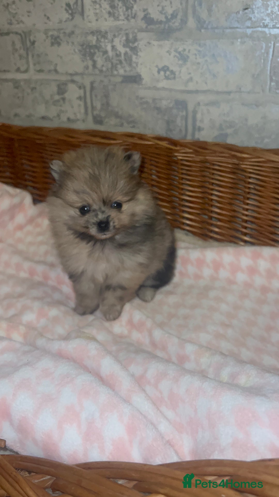 Pomeranian dogs for sale: ✨🖤Merle toy Russian Pomeranian 🖤✨ - Advert 16