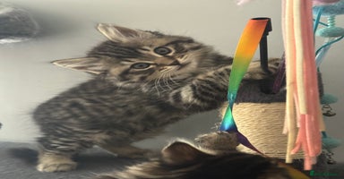 Mixed Breed cats - Advert 16