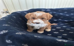 Australian Labradoodle dogs for sale: Australian Labradoodles - Image 8