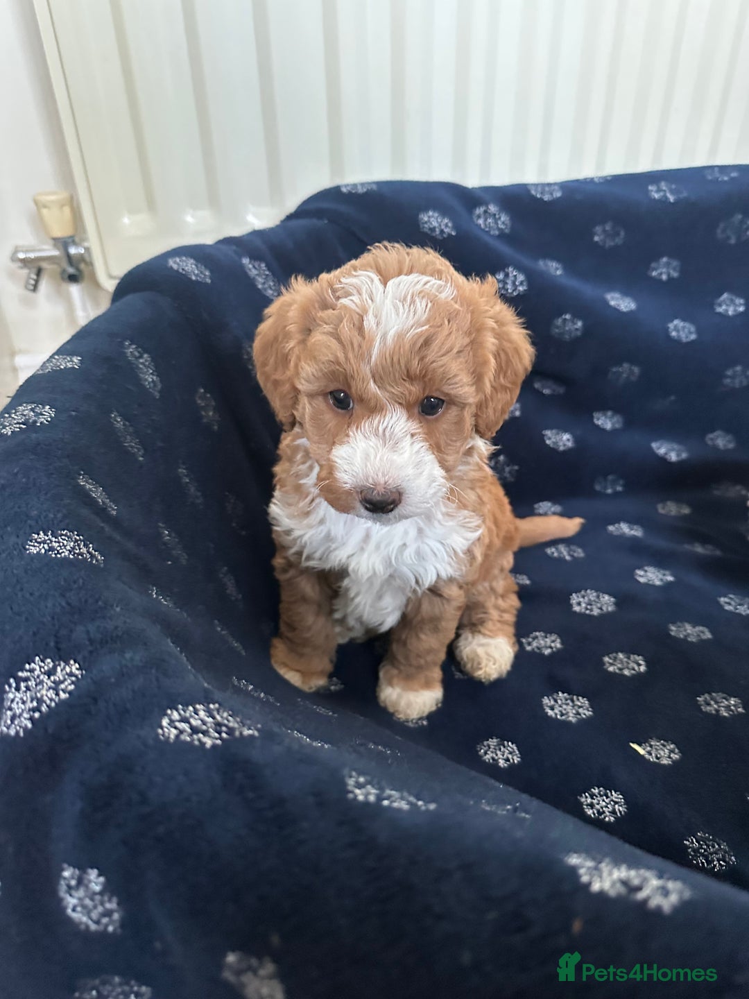Australian Labradoodle dogs for sale: Australian Labradoodles - Image 8