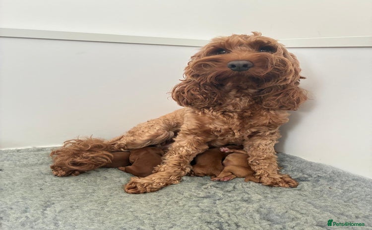 Cockapoo dogs - Advert 5