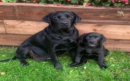 Labrador Retriever dogs for sale: Lovely Black Girl Available  - Image 4