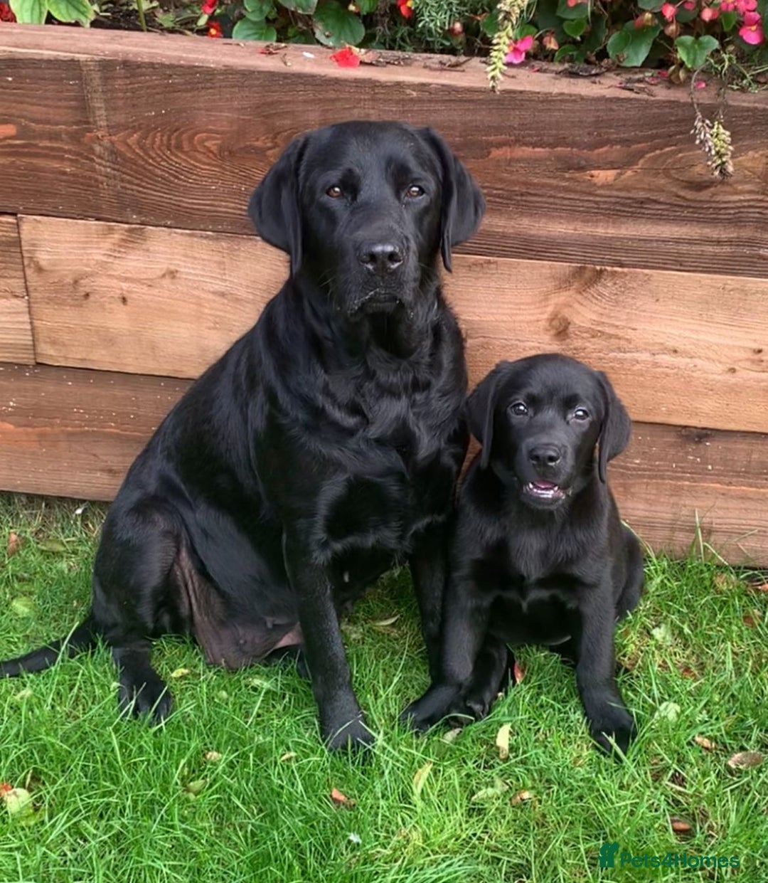 Labrador Retriever dogs for sale: Lovely Black Girl Available  - Image 4