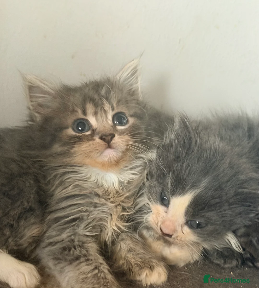 Mixed Breed cats for sale: Grey and white longhaired ragdoll x kitten  - Advert 5