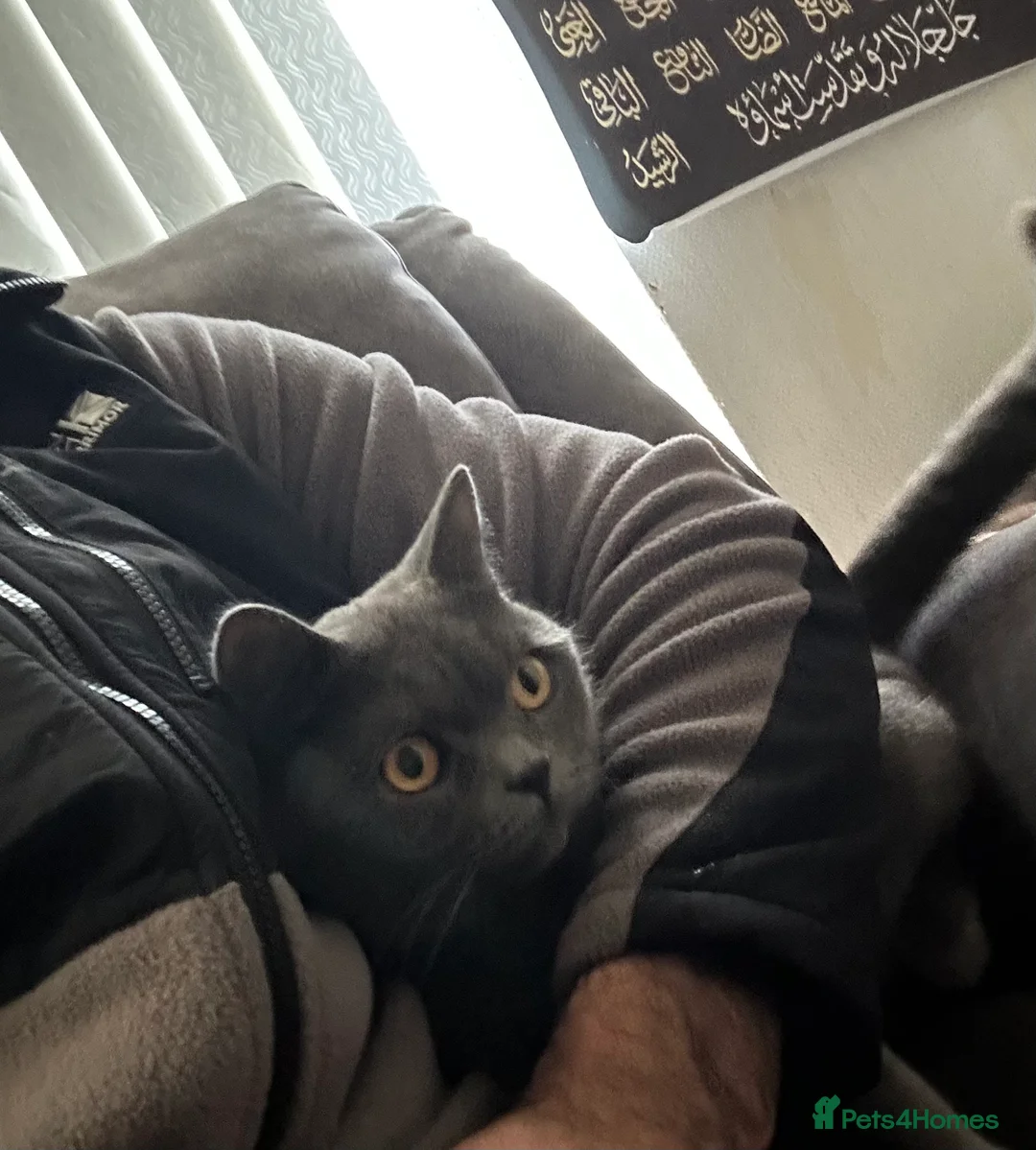 British Shorthair cats for sale: British shorthair  in Bolton - Advert 1