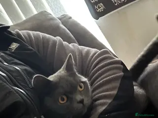 British Shorthair cats British shorthair in Bolton - Advert 2