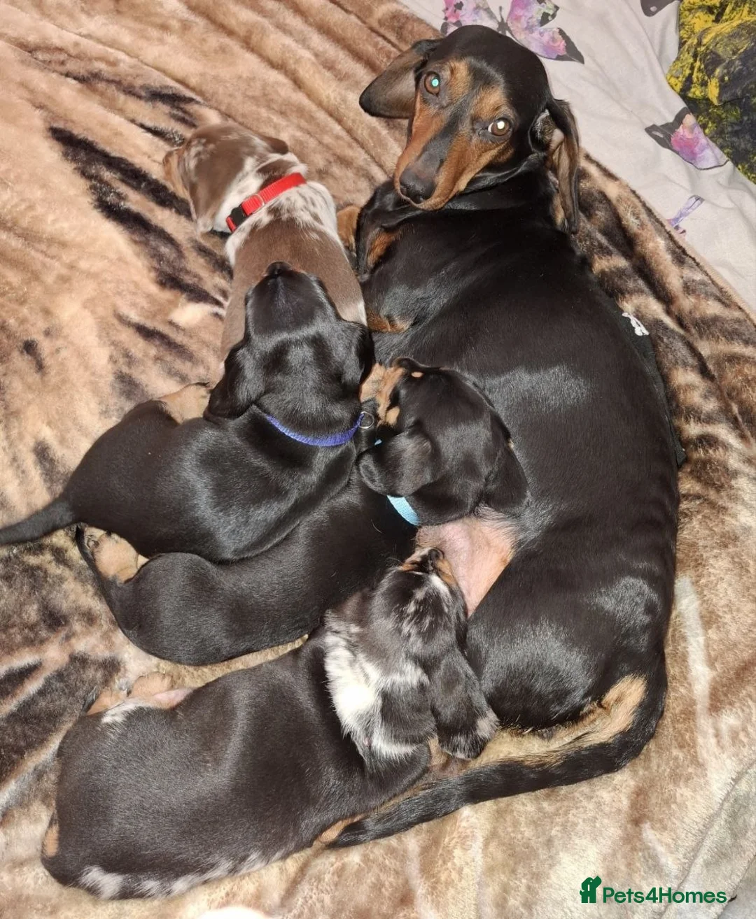 Miniature Dachshund dogs for sale: MAGNIFICENT DACHSHUND PUPPIES in Edinburgh - Advert 6