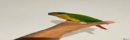 Conures birds for sale: Hand reared conures for sale  - Advert 11