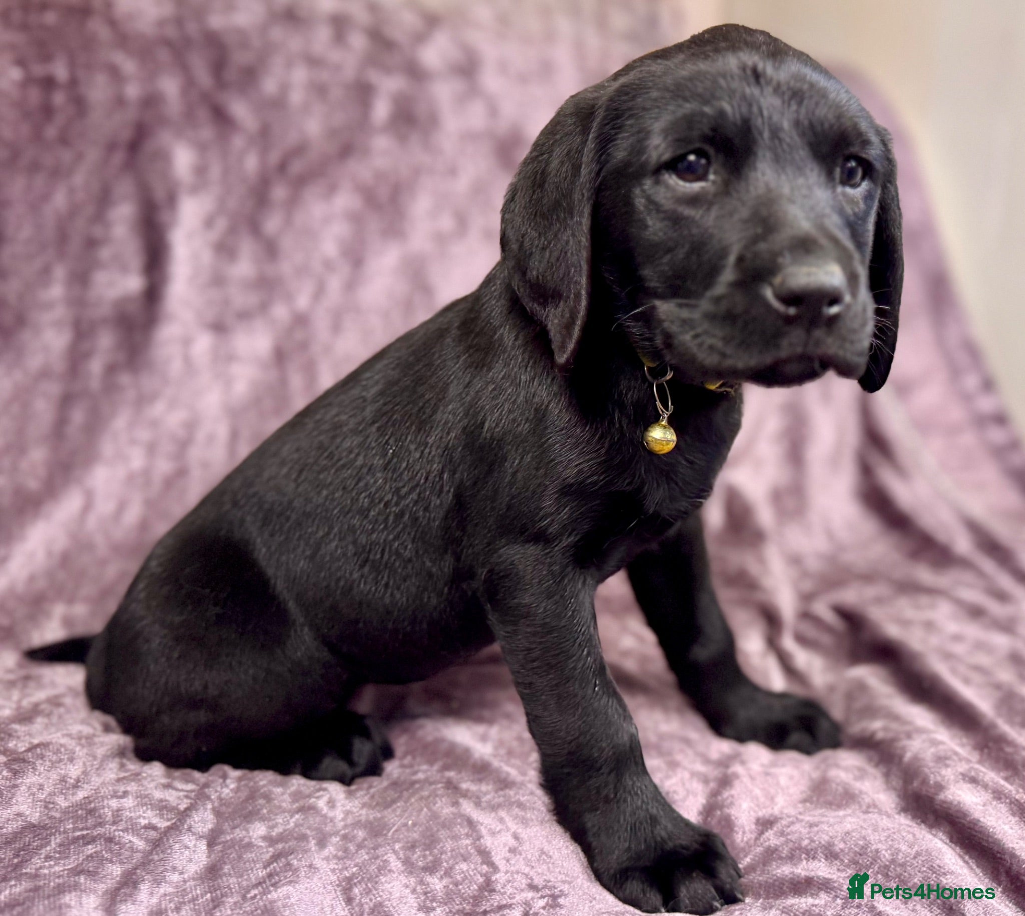 Labrador Retriever dogs Stunning KC Reg Black Girls - Ready Now!  - Advert 2