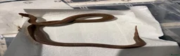 Python Snake reptiles for sale: Royal pythons/children’s pythons  - Advert 6