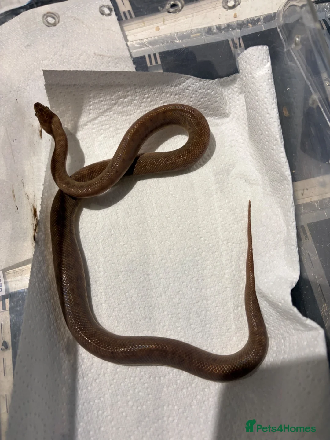 Python Snake reptiles for sale: Royal pythons/children’s pythons  - Advert 6