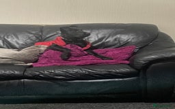 Mixed Breed dogs for sale: Staffy cross Rottweiler female  - Advert 1