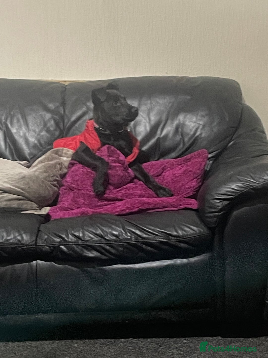 Mixed Breed dogs for sale: Staffy cross Rottweiler female  - Advert 1