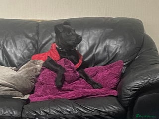 Mixed Breed dogs Staffy cross Rottweiler female - Advert 1