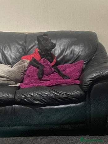 Mixed Breed dogs Staffy cross Rottweiler female - Advert 2