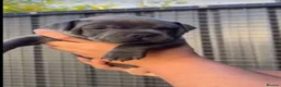 Staffordshire Bull Terrier dogs for sale: %100 Safety Staffordshire Bull Terrier Pups - Advert 9