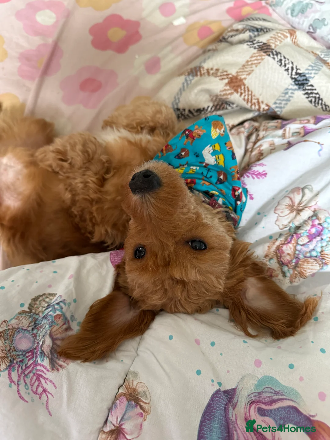 Chipoo dogs for sale: Beautiful young pup needs a home - Advert 2