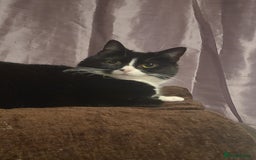 British Longhair cats for sale: FEMALE Cat 6yrs old (Minnie) - Image 6