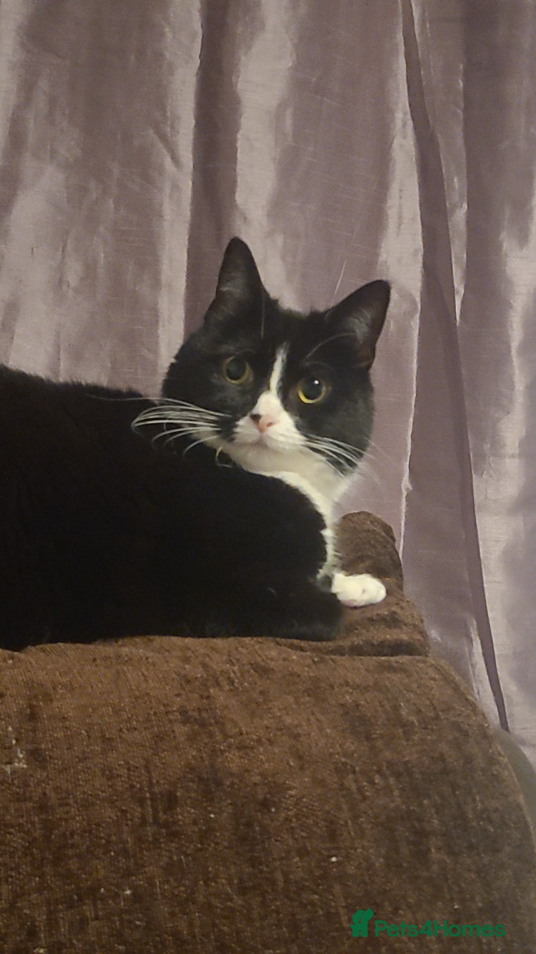 British Longhair cats for sale: FEMALE Cat 6yrs old (Minnie) - Image 6
