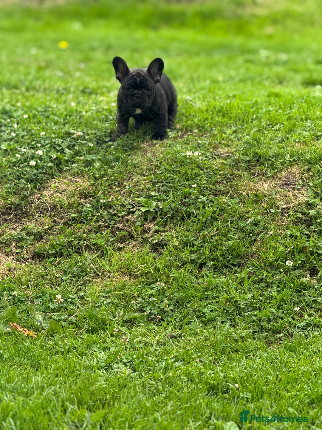 French Bulldog dogs for sale: 🏆KC registered, Standard French Bulldog Puppies🏆 - Image 21