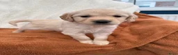 Golden Retriever dogs for sale: KC Registered Golden Retriever Puppies  in Tenterden - Advert 28