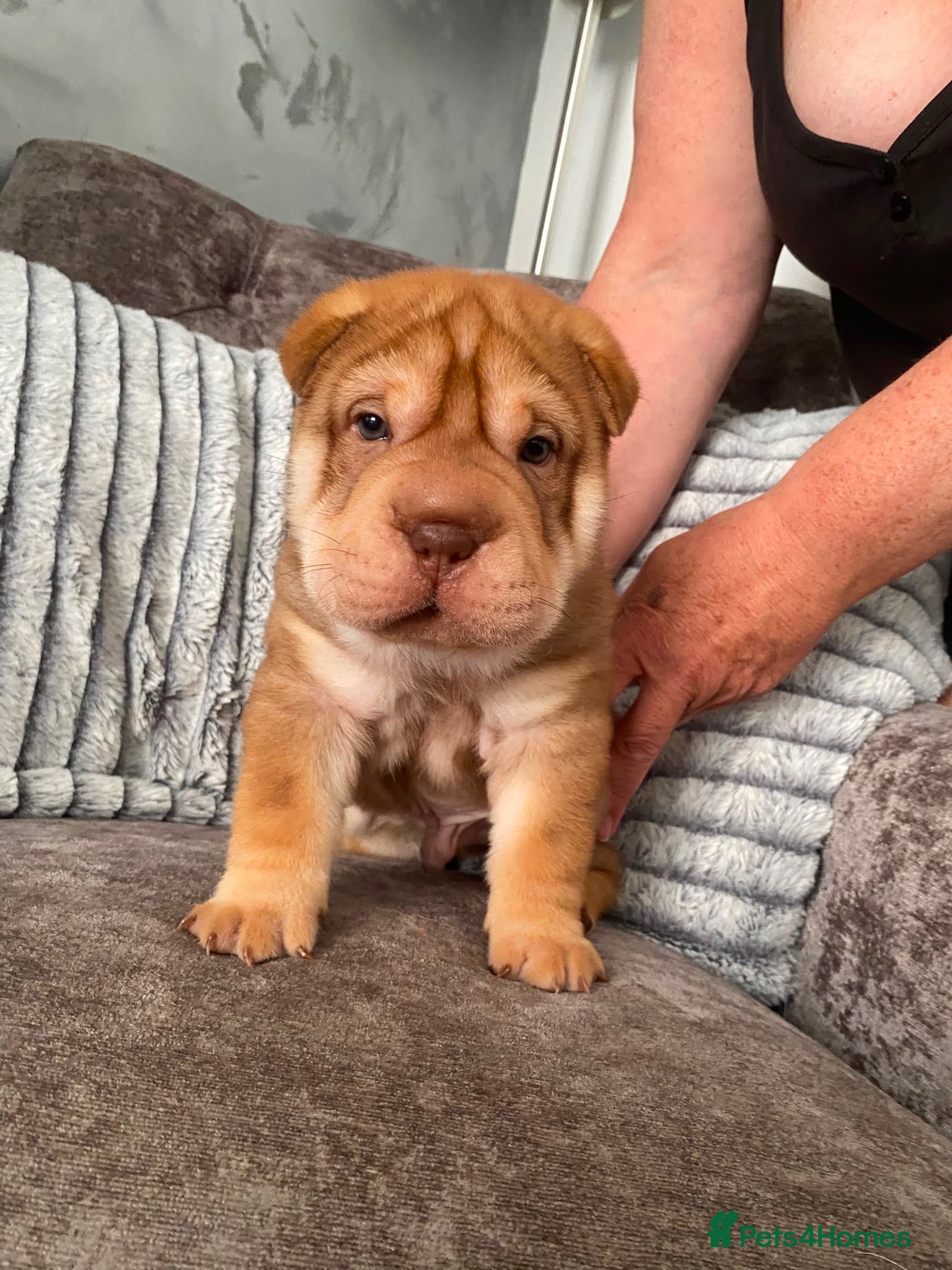 Shar Pei dogs 7 WEEKS Beautiful KC Registered Shar Pei Puppies - Advert 3