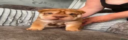Shar Pei dogs for sale: 7 WEEKS Beautiful KC Registered Shar Pei Puppies - Advert 1