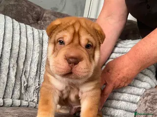Shar Pei dogs KC Shar Pei Puppies 1 Boy 2 Girls Ready Next Week - Advert 4
