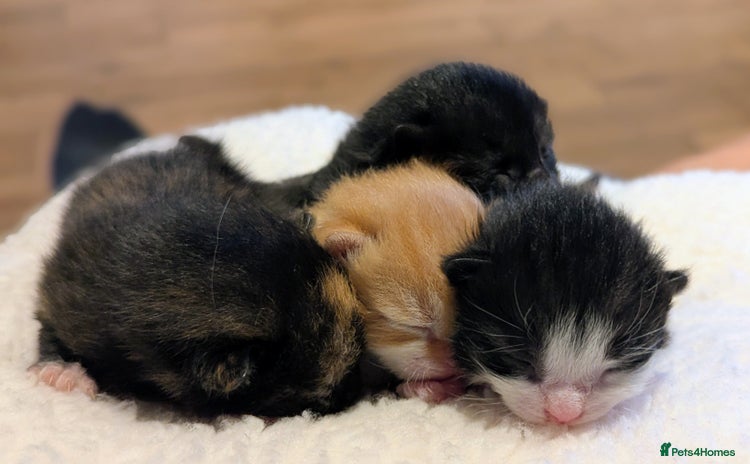 Mixed Breed cats - Advert 1