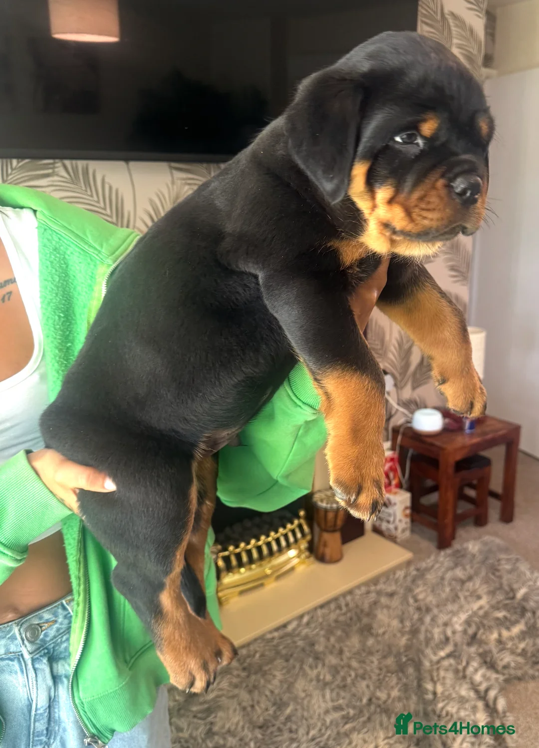 Rottweiler dogs for stud: HUGE HEALTH TESTED STUD - 0/0 hips 0/0 elbows in Bedford - Advert 23