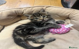 Mixed Breed cats for sale: Adorable Kittens Looking for Their Forever Homes - Advert 7