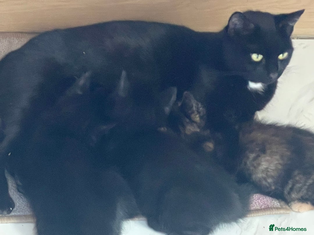 Mixed Breed cats for sale: 4 Beautiful & playful kittens - Advert 10