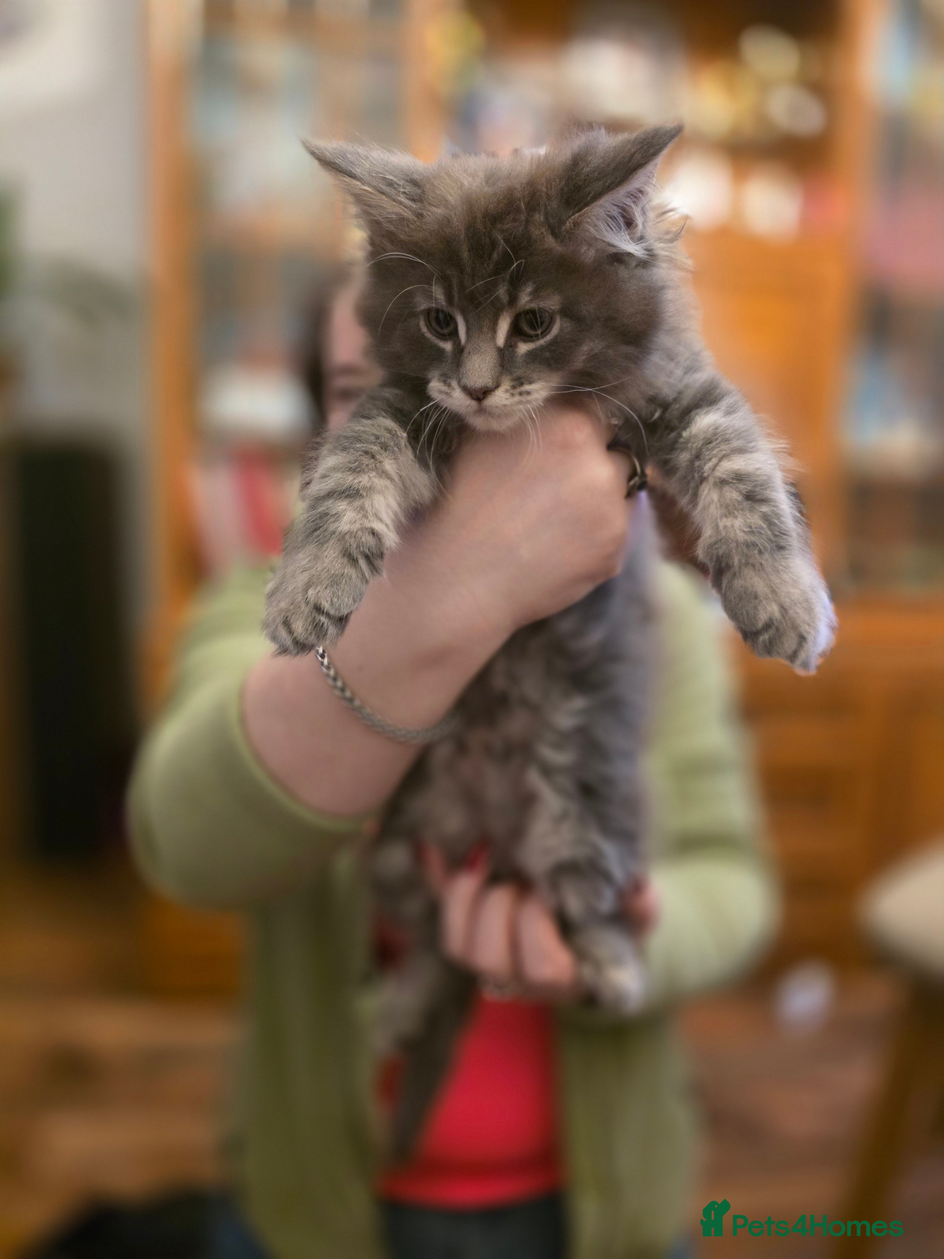 Maine Coon cats XL Maincoon kittens - Advert 1