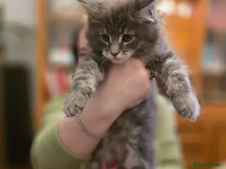 Maine Coon cats XL Maincoon kittens - Advert 4