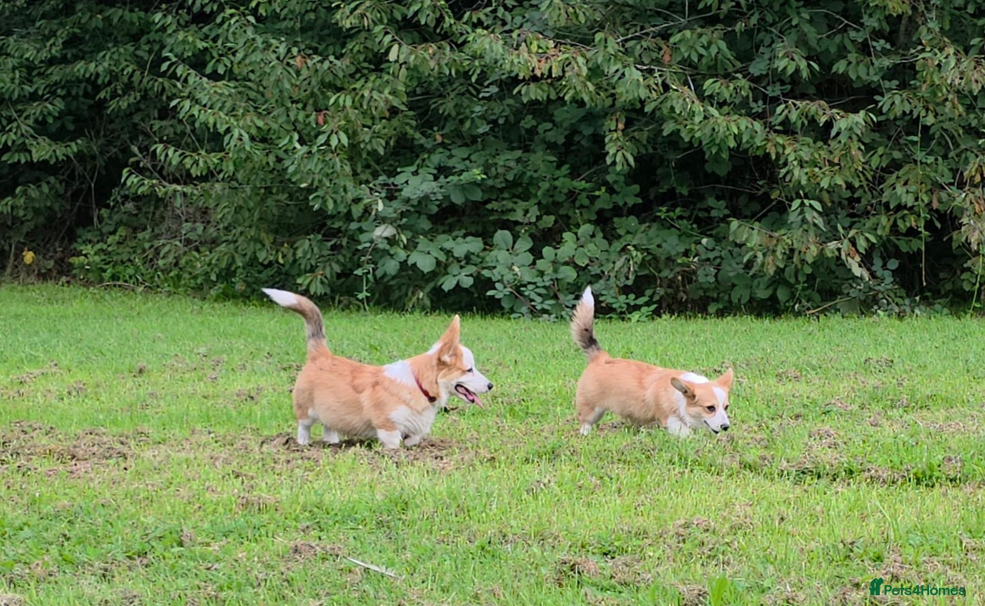 Welsh Corgi Pembroke dogs Corgi Puppies for Loving Homes – 1 Male, 1 Female - Advert 11