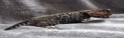 Bengal cats for sale: Traditional brown Bengal - Advert 10