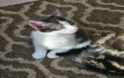 Mixed Breed cats for sale: 3 Beautiful kittens looking for home - Image 11