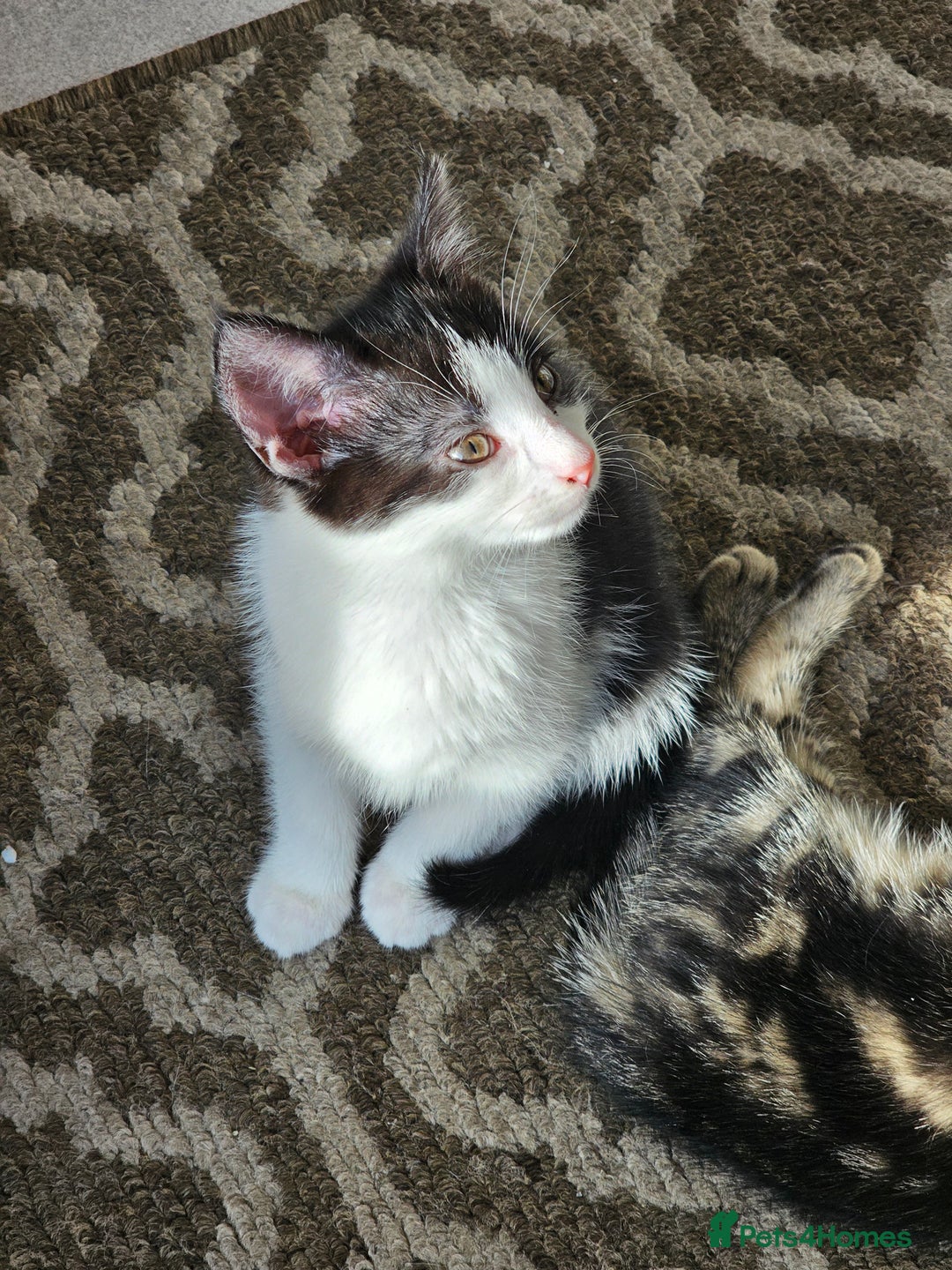 Mixed Breed cats for sale: 3 Beautiful kittens looking for home - Image 11