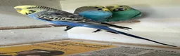 Budgerigars birds for sale: Budgies for sale  in Spalding - Advert 31
