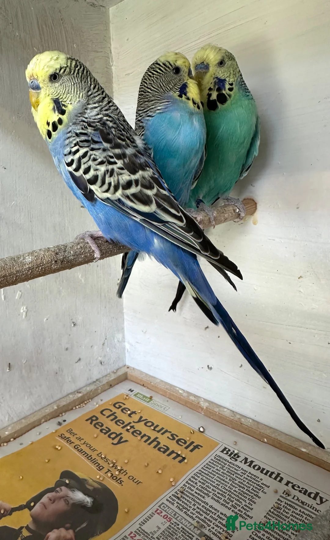 Budgerigars birds for sale: Budgies for sale  in Spalding - Advert 31